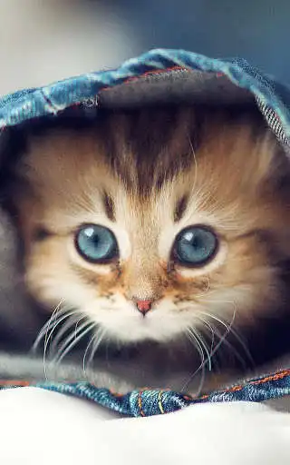 Play Cat Kittens LiveWallpaper Play Cat Kittens LiveWallpaper
