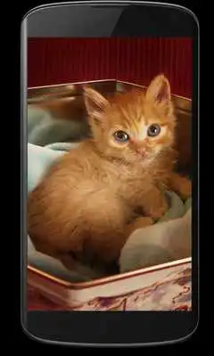 Play Cat Kittens LiveWallpaper Play Cat Kittens LiveWallpaper