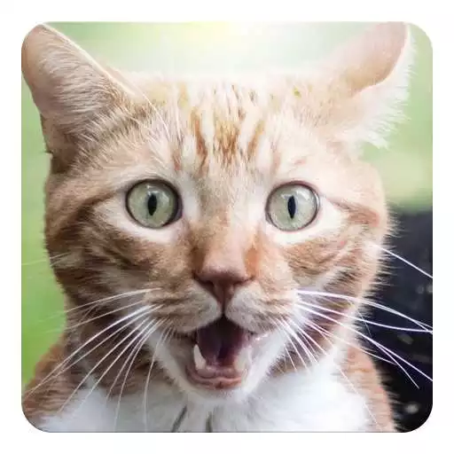 Play Cat kitty sound widget APK