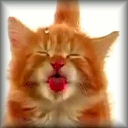 Run free android online Cat Licking Screen APK Run free android online Cat Licking Screen APK