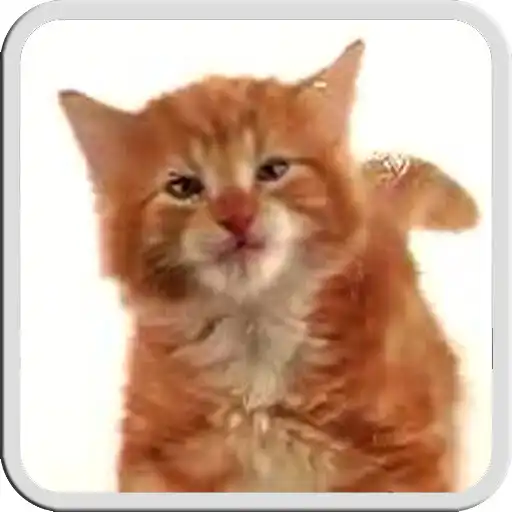 Play CAT LICKS LIVE WALLPAPER FREE APK