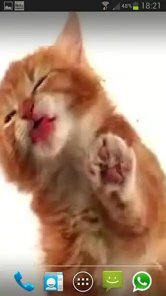 Play CAT LICKS LIVE WALLPAPER FREE  and enjoy CAT LICKS LIVE WALLPAPER FREE with UptoPlay