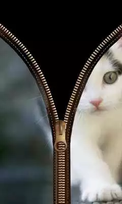 Play Cat Lock Screen Zipper