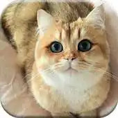 Free play online Cat Lover - Wallpaper Collection APK Free play online Cat Lover - Wallpaper Collection APK