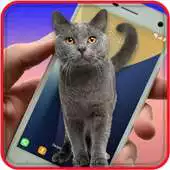 Free play online Cat On Screen APK Free play online Cat On Screen APK