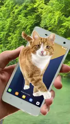Play Cat On Screen