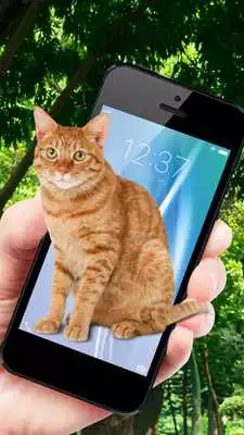 Play Cat On Screen