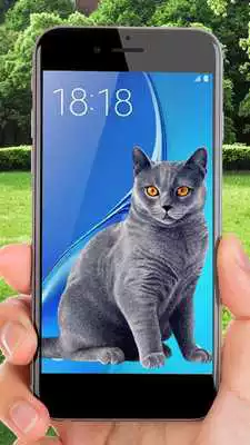 Play Cat On Screen