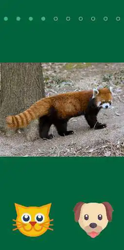 Play Cat or dog?  and enjoy Cat or dog? with UptoPlay