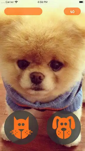 Play Cat or dog? as an online game Cat or dog? with UptoPlay