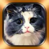 Free play online Cat Photos and Videos APK Free play online Cat Photos and Videos APK