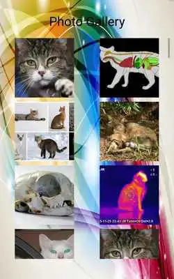 Play Cat Photos and Videos