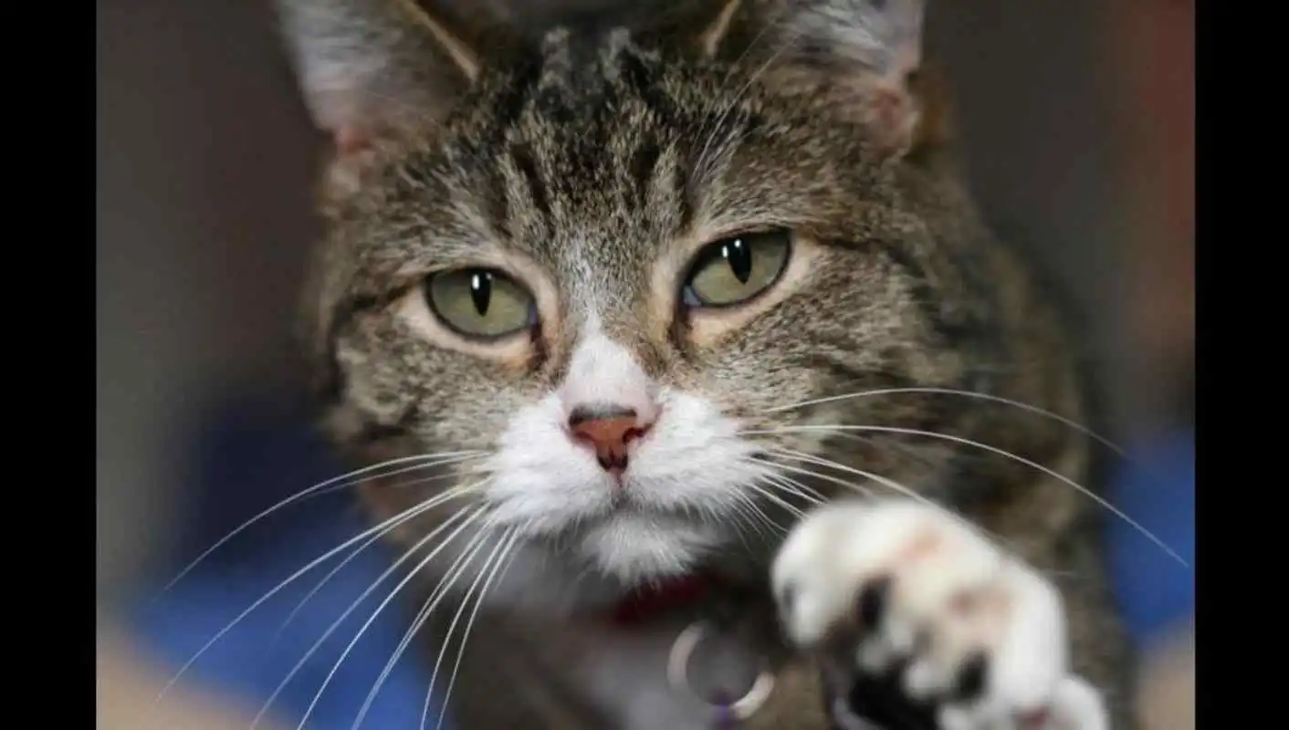 Play Cat Photos and Videos