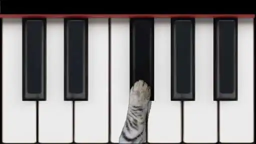 Play Cat Piano as an online game Cat Piano with UptoPlay