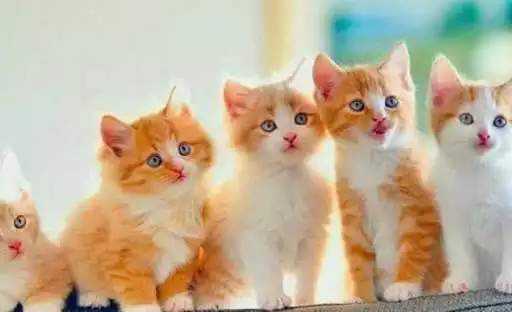 Play Cat Pictures  and enjoy Cat Pictures with UptoPlay