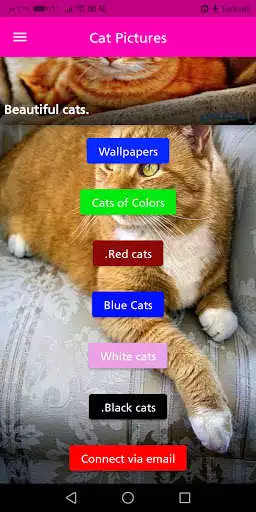 Play Cat Pictures as an online game Cat Pictures with UptoPlay