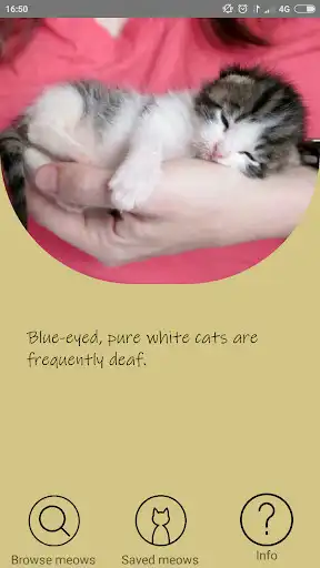 Play Cat Professor  and enjoy Cat Professor with UptoPlay