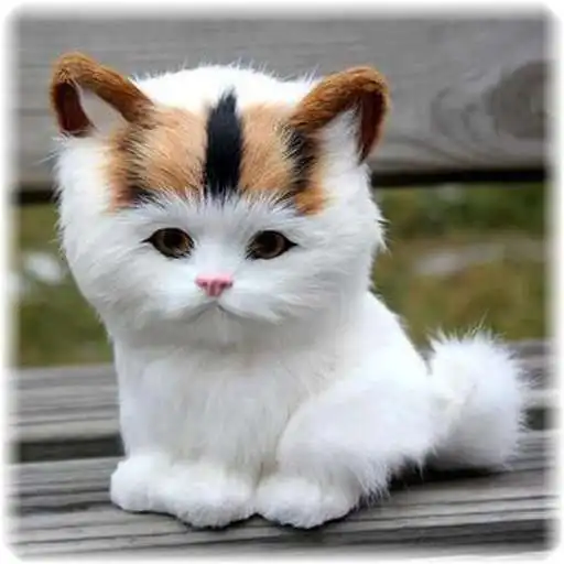 Free play online Cat Puzzle APK Free play online Cat Puzzle APK