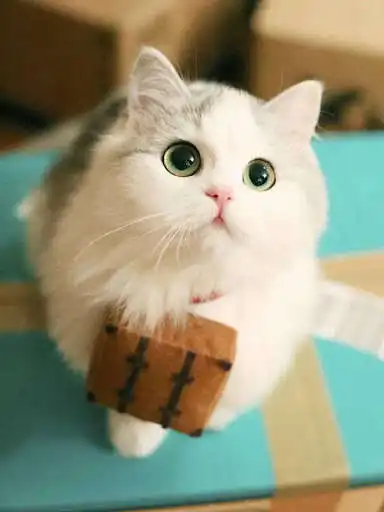 Play Cat Puzzle