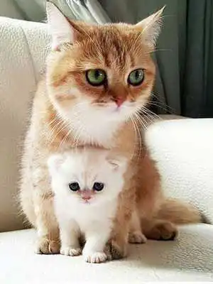 Play Cat Puzzle