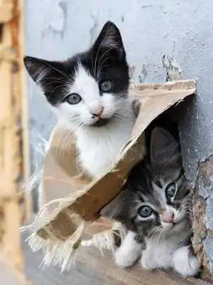 Play Cat Puzzle