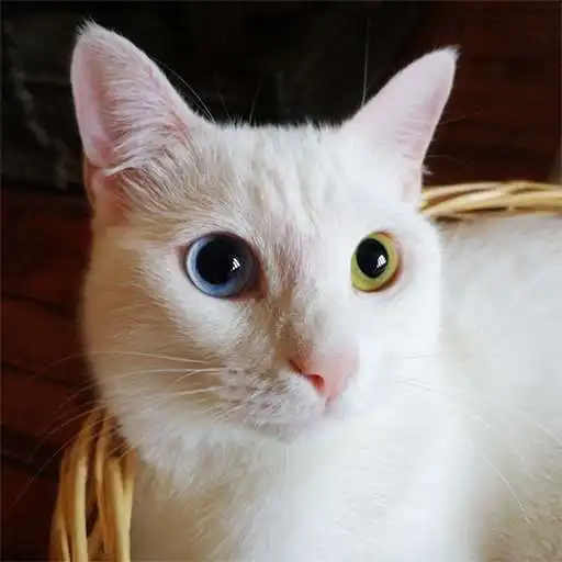Free play online Cat Ringtones APK Free play online Cat Ringtones APK
