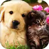 Free play online Cats and Dogs Live Wallpaper APK