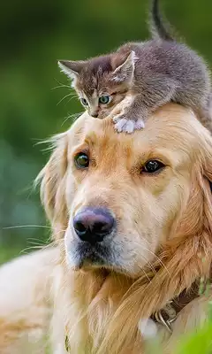 Play Cats and Dogs Live Wallpaper