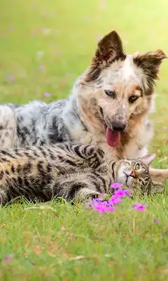 Play Cats and Dogs Live Wallpaper