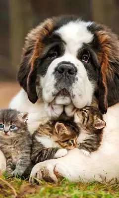 Play Cats and Dogs Live Wallpaper