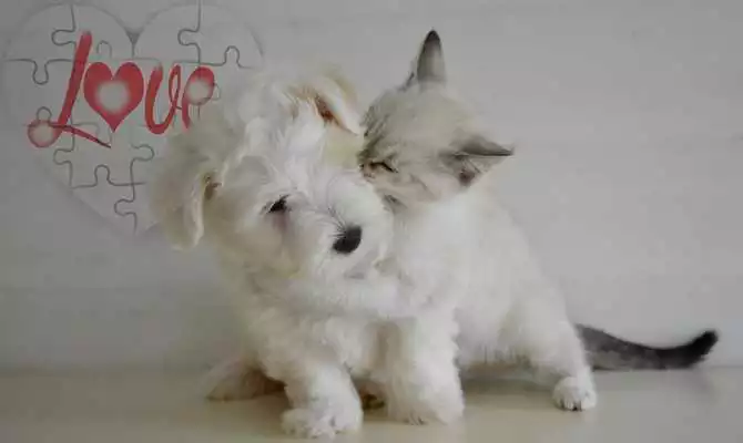 Play Cats and Dogs Live Wallpaper