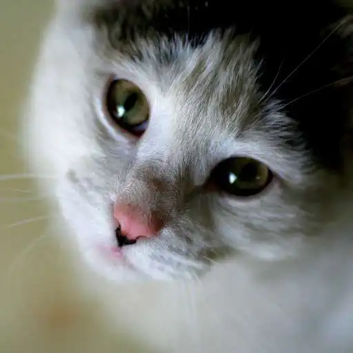 Free play online Cats and Kittens Cute Wallpaper Every day APK