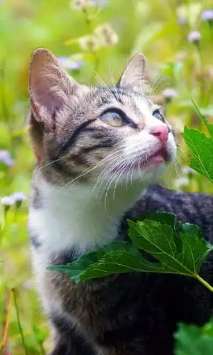 Play Cats and Kittens Cute Wallpaper Every day