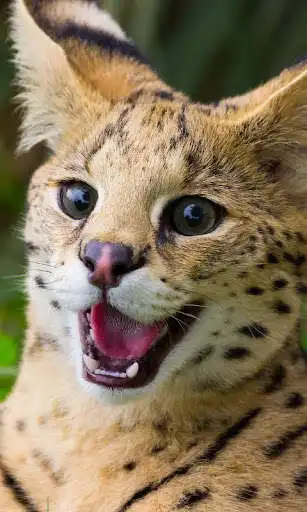Play Cats and Kittens Cute Wallpaper Every day