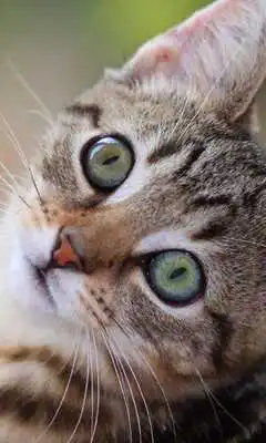 Play Cats and Kittens Cute Wallpaper Every day