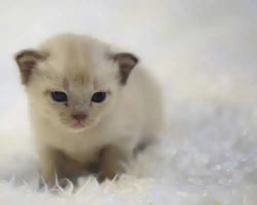 Play Cats and Kittens Cute Wallpaper Every day