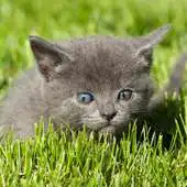 Free play online Cats and Kittens Themes APK