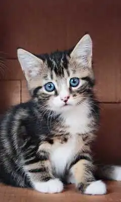 Play Cats and Kittens Themes