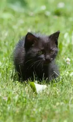 Play Cats and Kittens Themes