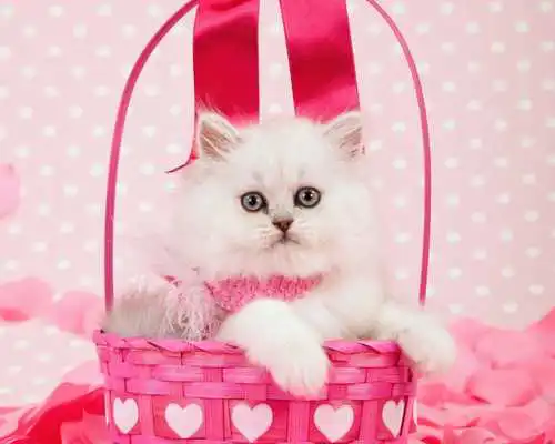 Play Cats and Kittens Themes