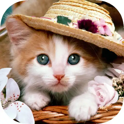 Play cats dogs wallpaper APK