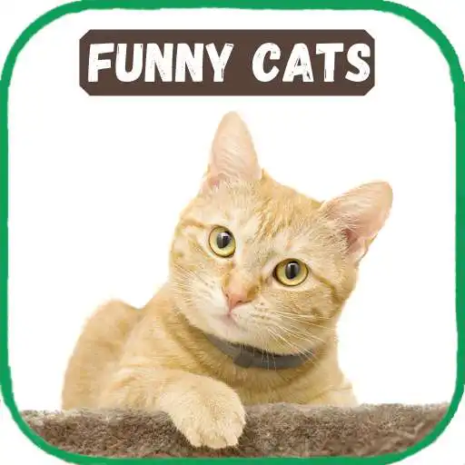 Play Cats Funny Video Collection APK Play Cats Funny Video Collection APK