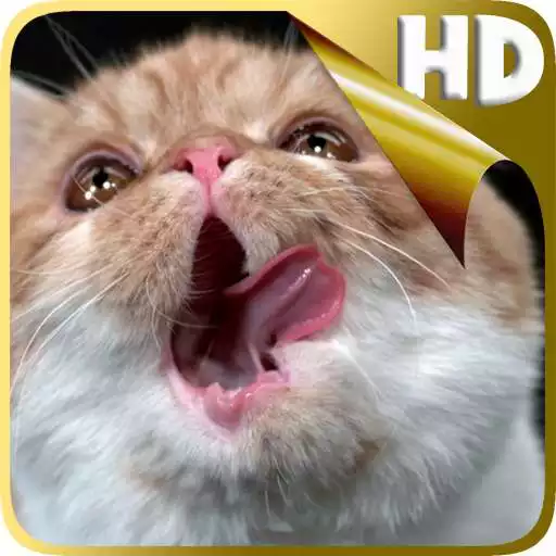 Play Cat Shake HD Live Wallpaper APK