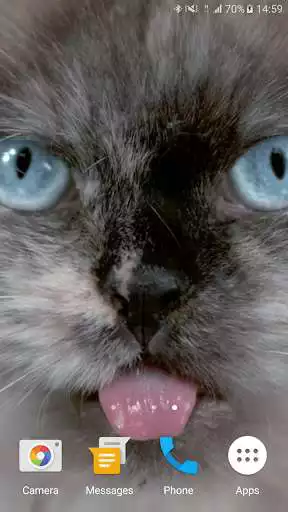 Play Cat Shake HD Live Wallpaper as an online game Cat Shake HD Live Wallpaper with UptoPlay