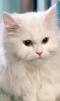 Play Cats Jigsaw Puzzle
