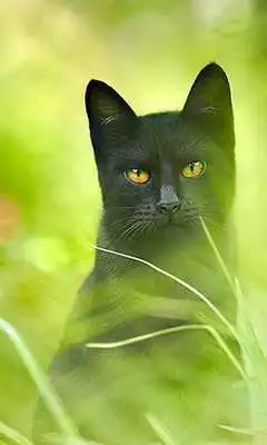 Play Cats Jigsaw Puzzle
