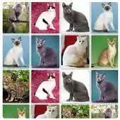 Free play online CATS Match N Learn - FREE APK