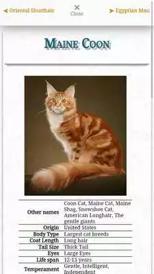 Play CATS Match N Learn - FREE