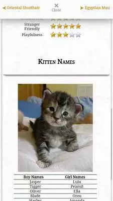 Play CATS Match N Learn - FREE