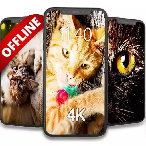 Play Cats on wallpapers offline APK Play Cats on wallpapers offline APK